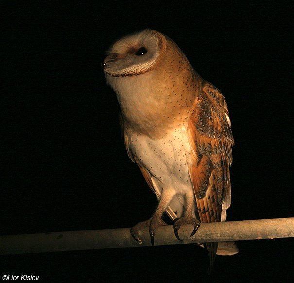  תנשמת לבנה Barn Owl Tyto alba                                            אגמון החולה, ספטמבר 2007.